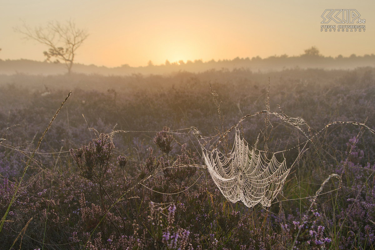 Bloeiende heide - Zonsopgang op Heuvelse Heide Vanaf midden augustus staat de heide weer volop in bloei in onze natuurgebieden in de Kempen. Ik ging wandelen in de Maasmechelse Heide in het Nationaal Park Hoge Kempen en stond een paar keer vroeg op om de zonsopgang en de paarse kleurenpracht te kunnen fotograferen op de Heuvelse Heide in mijn thuissstad Lommel. Stefan Cruysberghs